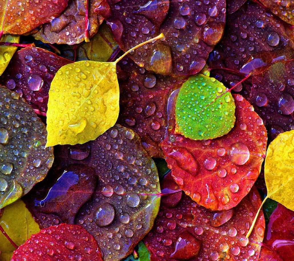 autumn leaves wallpaper